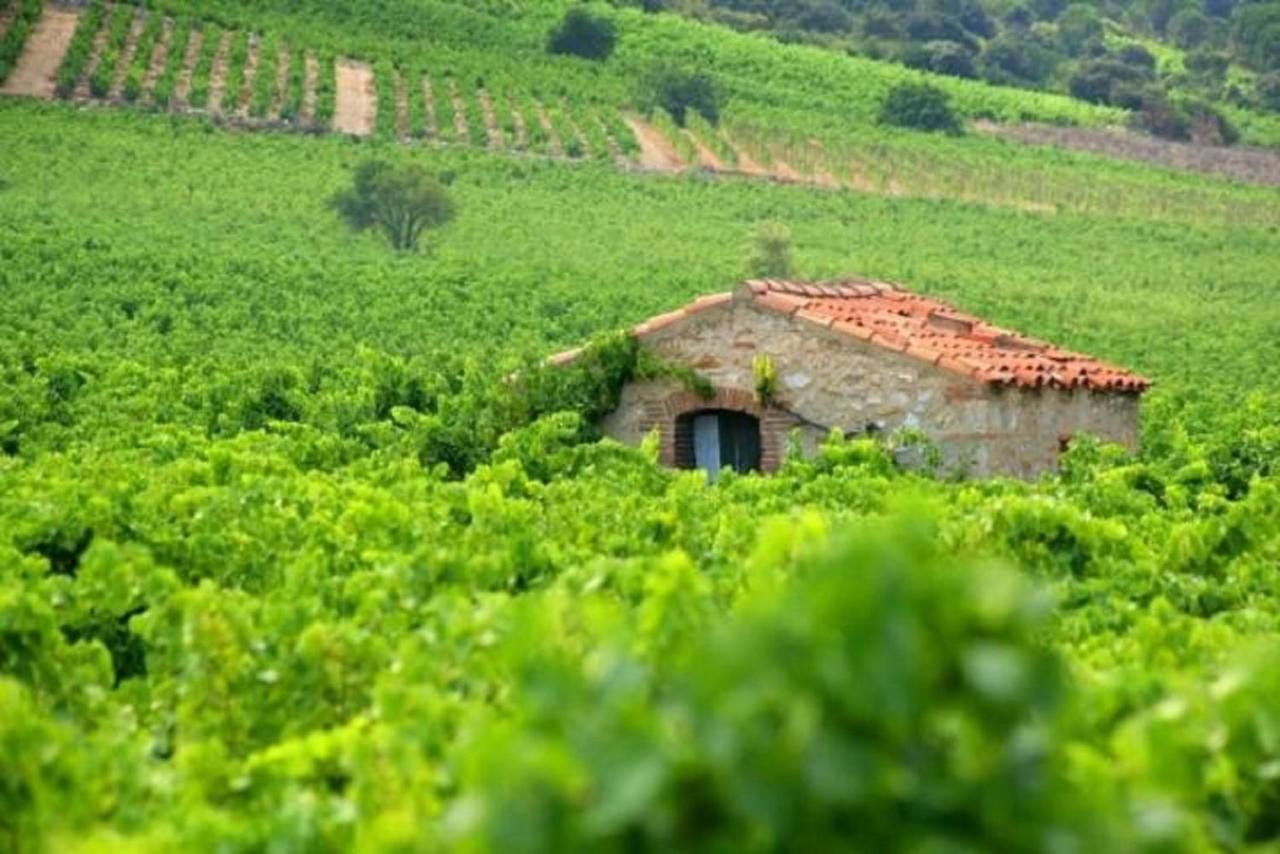 Chambres d'Hôtes et Gîtes- L'Abri sous Roche Tautavel Exterior foto